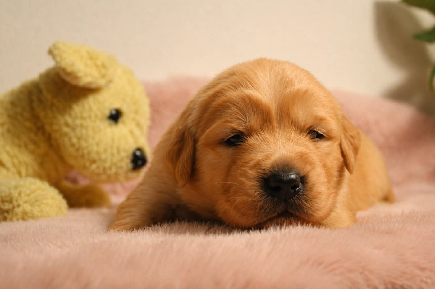 Lucas Jardin - Chiots disponibles - Golden Retriever