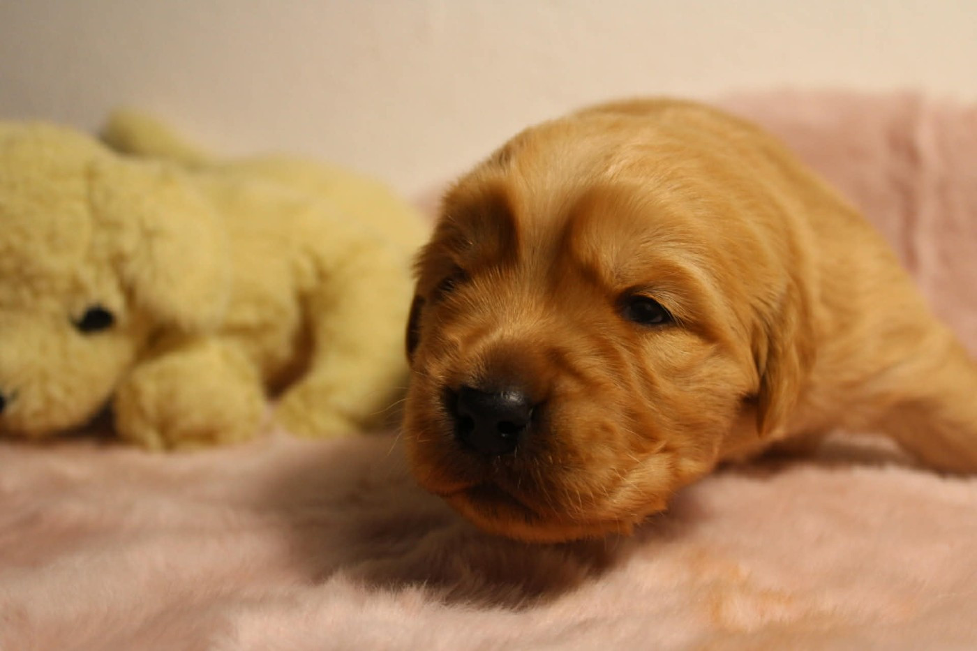 Lucas Jardin - Chiots disponibles - Golden Retriever